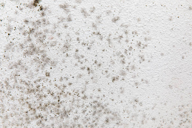 Mold Removal for HVAC Installations in Westvale, NY